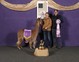 alpaca for sale