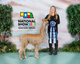 alpaca for sale