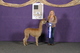 alpaca for sale