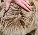 alpaca for sale