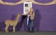 alpaca for sale