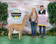 alpaca for sale