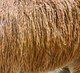 alpaca for sale
