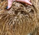 alpaca for sale