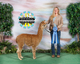 alpaca for sale
