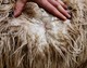 alpaca for sale