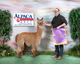alpaca for sale