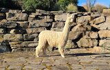 alpaca for sale