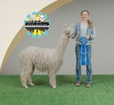 alpaca for sale