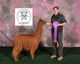 alpaca for sale