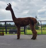 alpaca for sale