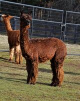 alpaca for sale