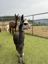 alpaca for sale