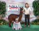 alpaca for sale