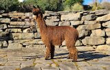 alpaca for sale