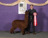 alpaca for sale
