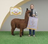 alpaca for sale