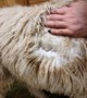 alpaca for sale