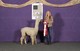 alpaca for sale