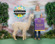 alpaca for sale
