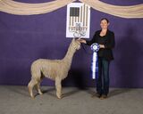 alpaca for sale