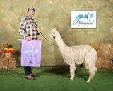 alpaca for sale
