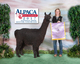 alpaca for sale