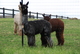 alpaca for sale