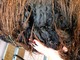 alpaca for sale