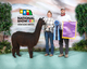 alpaca for sale
