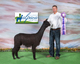alpaca for sale