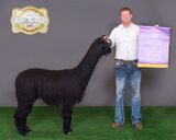 alpaca for sale