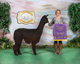 alpaca for sale