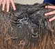 alpaca for sale