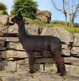alpaca for sale