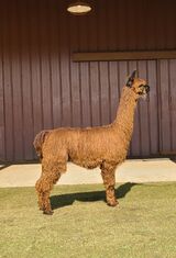 alpaca for sale
