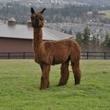 alpaca for sale
