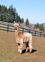 alpaca for sale