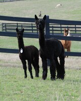 alpaca for sale