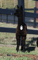 alpaca for sale