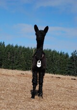 alpaca for sale
