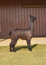 alpaca for sale