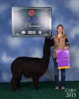 alpaca for sale