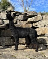 alpaca for sale