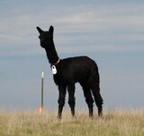 alpaca for sale