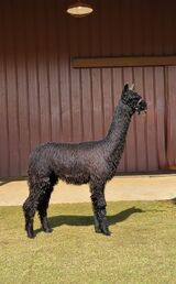 alpaca for sale