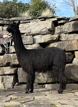 alpaca for sale