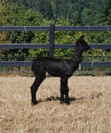 alpaca for sale