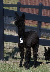 alpaca for sale