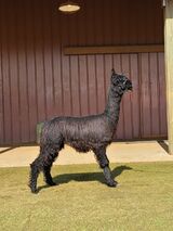 alpaca for sale